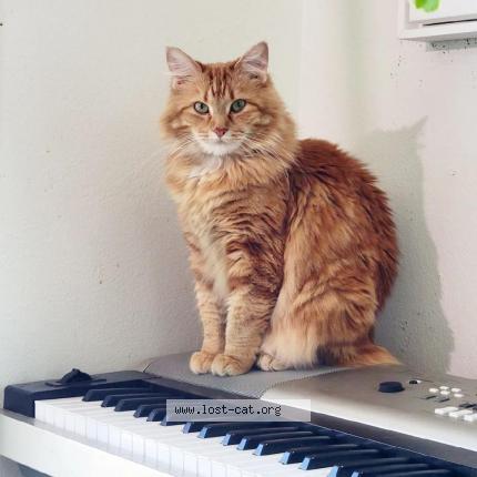 Photo 1/1 Reunited cat Lost in West Des Moines