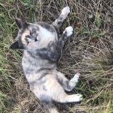 Picture of cat lost at Saint Congard