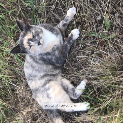 Photo 1/1 INÈS Chat lost in Saint congard