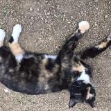 Picture of cat lost at Saint Congard