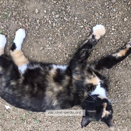 Photo 1/1 Cat reunited Lost in Saint congard