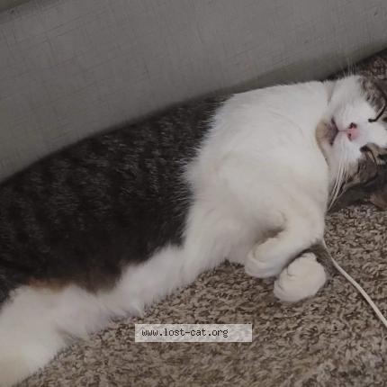 Photo 1/1 Reunited cat Lost in Wyoming