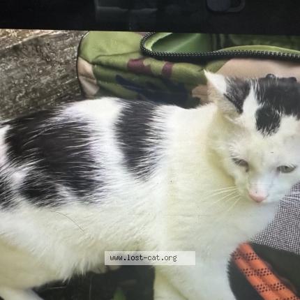 Photo 1/1 Reunited cat Lost in Wanaque