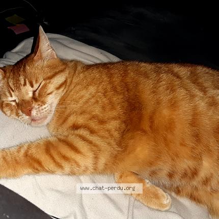 Photo 1/1 Ptiminou Chat lost in La gaude