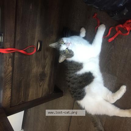 Photo 1/1 Reunited cat Lost in Christiansburg