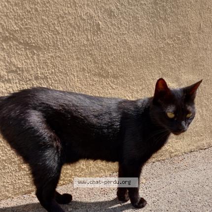 Photo 1/1 Cat reunited Lost in Aix en provence