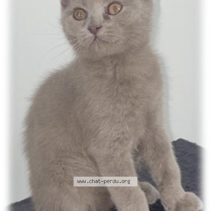 Foto 1/1 Kat teruggevonden Vermist in Braine L Alleud