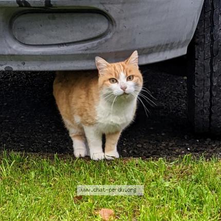 Foto 1/1 Kat teruggevonden Vermist in Havelange