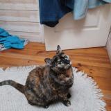 Picture of cat lost at Coudes