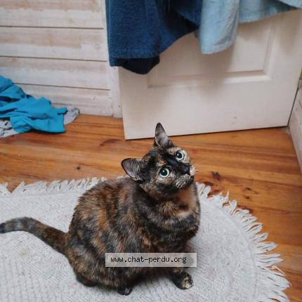 Photo 1/1 Lena Chat lost in Coudes