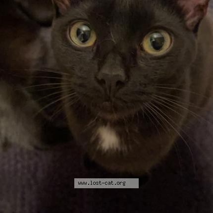 Photo 1/1 Reunited cat Lost in Everett