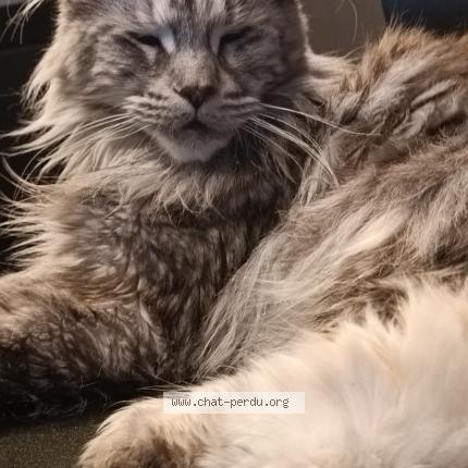Foto 1/1 Kat teruggevonden Vermist in Chaineux