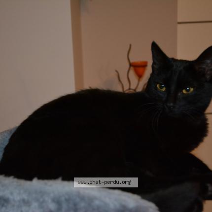Picture of cat lost at Olivet