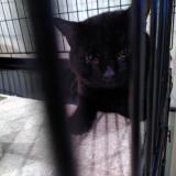 Picture of cat found at Bruxelles