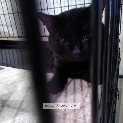 Photo 1/1 Cat reunited Found in Bruxelles