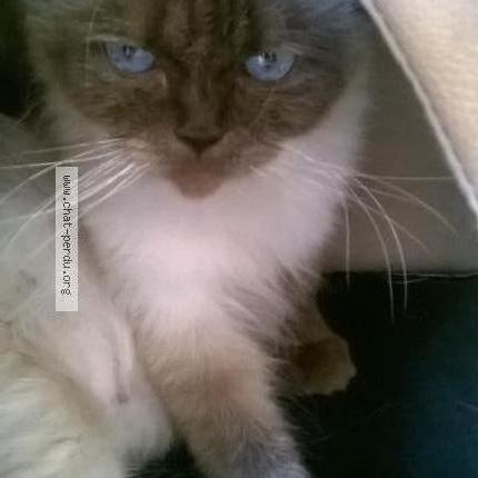 Foto van vermiste kat in Lodelinsart