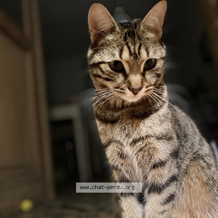 Foto van vermiste kat in Bruxelles