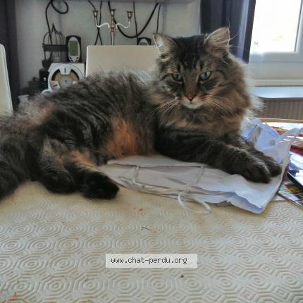 Photo 1/2 Cat reunited Found in Vergies