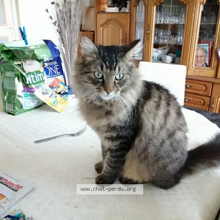 Photo 2/2 Cat reunited Found in Vergies