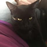 Picture of cat lost at Le Mans