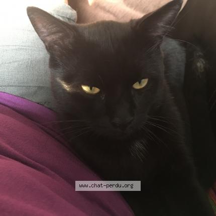 Photo 1/1 Cat reunited Lost in Le mans