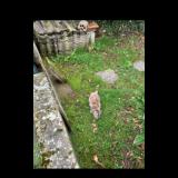 Picture of cat found at Garancieres