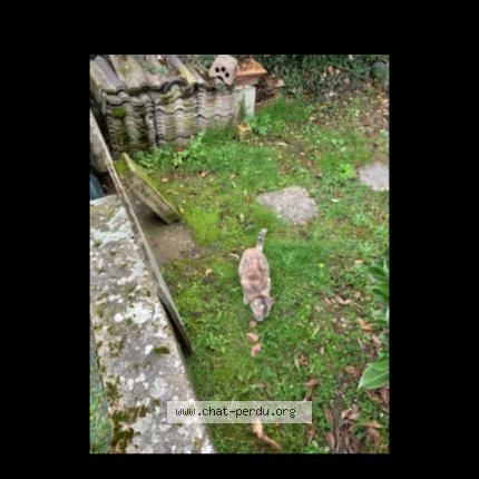 Photo 1/1 Cat reunited Found in Garancieres