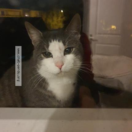 Photo 1/1 Cat reunited Found in Nantes