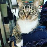 Picture of cat lost at Maubeuge