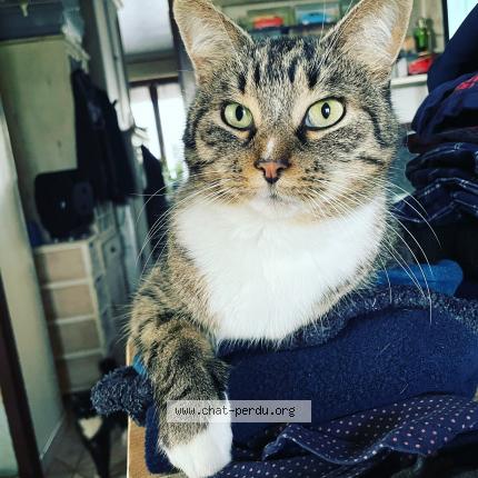 Photo 1/1 Taiga Chat lost in Maubeuge