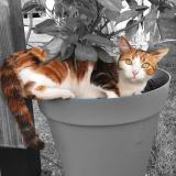 Picture of cat lost at Le Pian Medoc