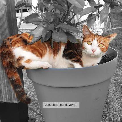 Photo 1/1 Rosabelle Chat lost in Le pian medoc