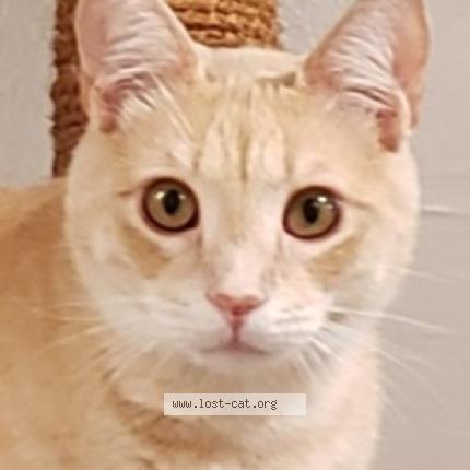 Photo 1/1 Reunited cat Lost in Coram