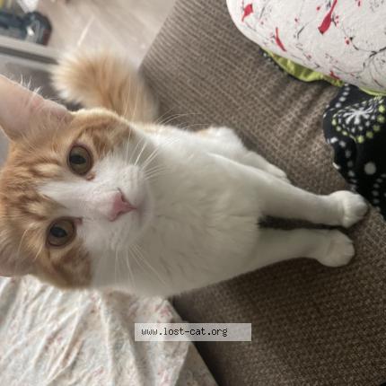 Photo 1/1 Reunited cat Found in Beaverton