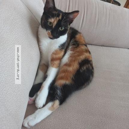 Foto 1/1 Kat teruggevonden Vermist in Bruxelles