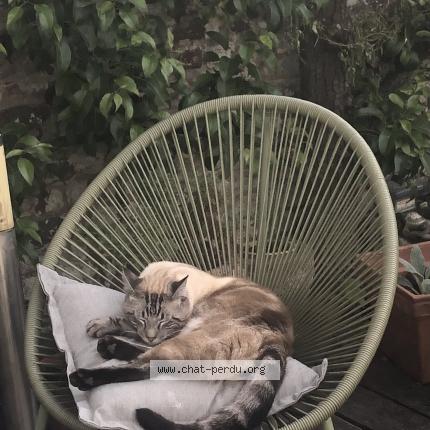 Foto 1/1 Kat teruggevonden Vermist in Bruxelles
