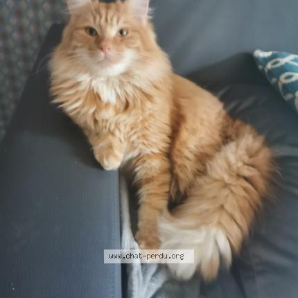 Photo 1/1 Leone Chat lost in Marconnelle