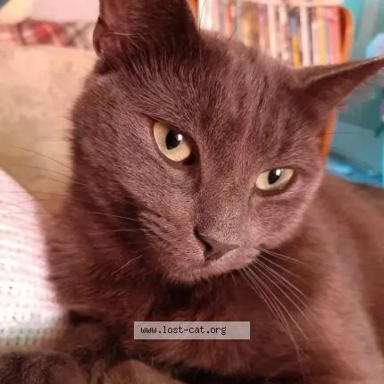 Photo 1/1 Cat reunited Lost in New glasgow