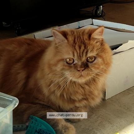 Foto 1/1 Kat teruggevonden Vermist in Aalbeke