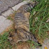 Picture of cat found at Marseille