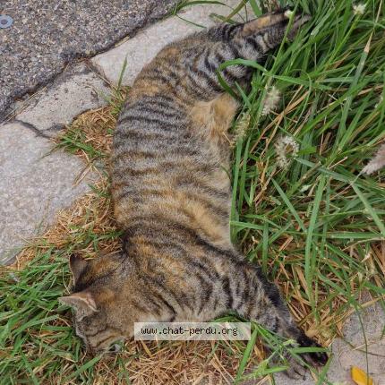 Photo 1/1 Found cat Found in Marseille