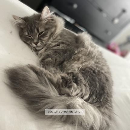 Foto van vermiste kat in Roclenge Sur Geer