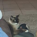 Picture of cat lost at Menin