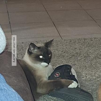 Photo 1/1 Marley Chat lost in Menin