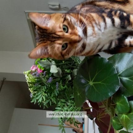 Foto 1/1 Kat teruggevonden Vermist in Bruxelles