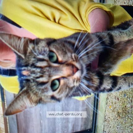 Foto van gevonden kat in Bomal Bt