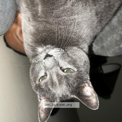 Picture of cat lost at Green Bay