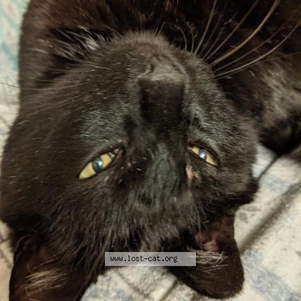 Picture of cat lost at Bristol