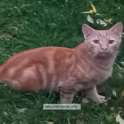 Photo 1/1 Flanflan Chat lost in Issoire