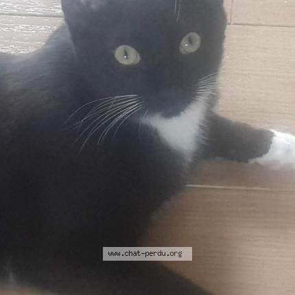Foto van vermiste kat in Asse